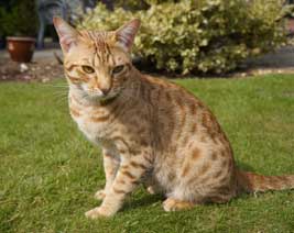 Rocky in the garden