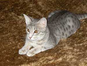 blue ocicat